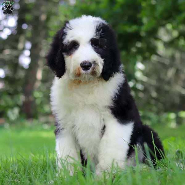 Wyatt, Sheepadoodle Puppy